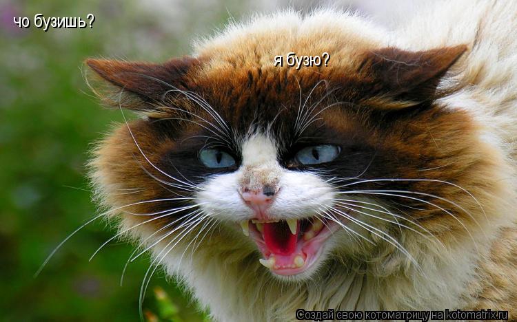 Котоматрица: чо бузишь? я бузю?
