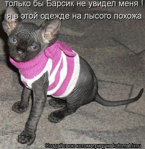 Котоматрица: только бы Барсик не увидел меня ! я в этой одежде на лысого похожа