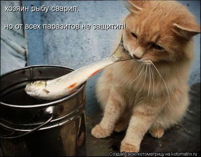 хозяин рыбу сварил, но от всех паразитов не защитил!... Котоматрица: хозяин рыбу сварил, но от всех паразитов не защитил!