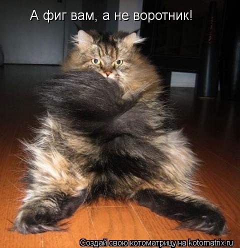 Котоматрица: А фиг вам, а не воротник!