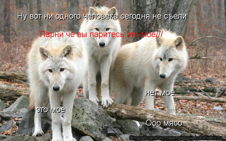Котоматрица: Ну вот ни одного человека сегодня не съели Ооо мясо  это моё  нет моё Парни чё вы паритесь это моё///
