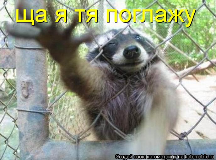 Котоматрица: ща я тя поглажу