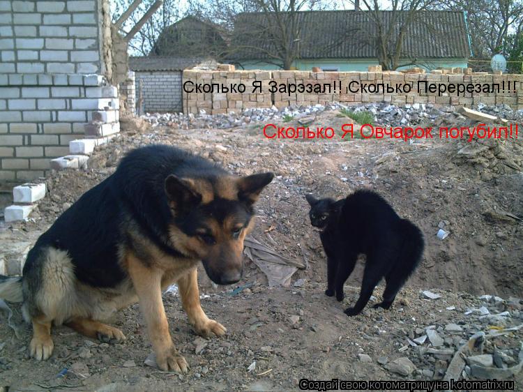 Котоматрица: Сколько Я Зарэзал!! Сколько Перерезал!!!    Сколько Я Овчарок погубил!!