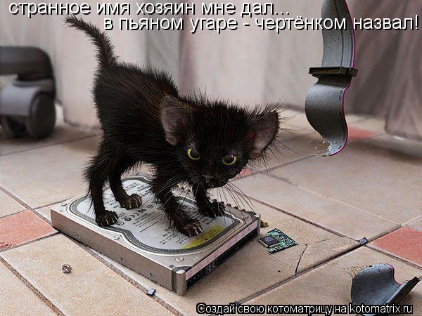 Котоматрица: странное имя хозяин мне дал... в пьяном угаре - чертёнком назвал!