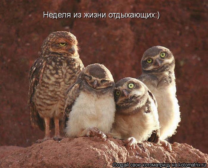 Котоматрица: Неделя из жизни отдыхающих:)