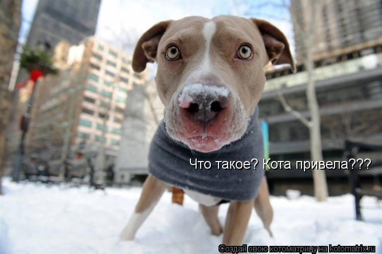 Котоматрица: Что такое? Кота привела???