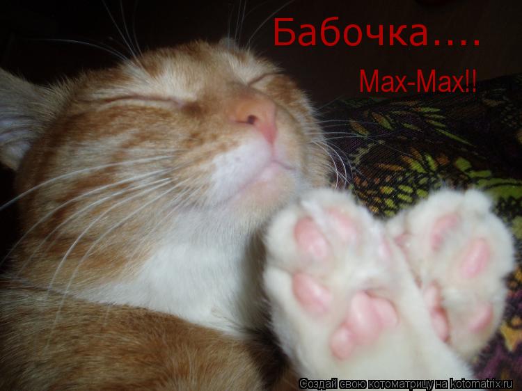 Котоматрица: Бабочка.... Мах-Мах!!
