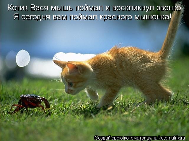Котоматрица: Котик Вася мышь поймал и воскликнул звонко Я сегодня вам поймал красного мышонка!