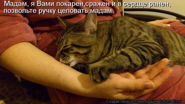 Котоматрица: Мадам, я Вами покарен,сражен и в сердце ранен, позвольте ручку целовать,мадам