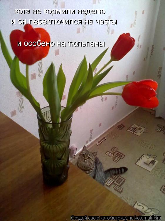 Котоматрица: кота не кормили неделю и он переключился на чветы и особено на тюльпаны