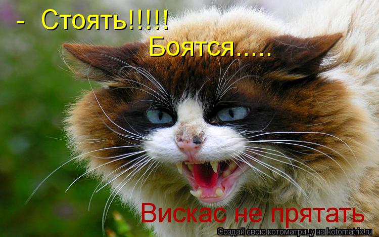 Котоматрица: -  Стоять!!!!! Боятся..... Вискас не прятать