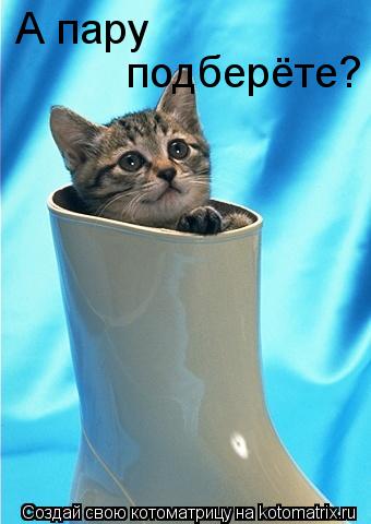 Котоматрица: А пару  подберёте?