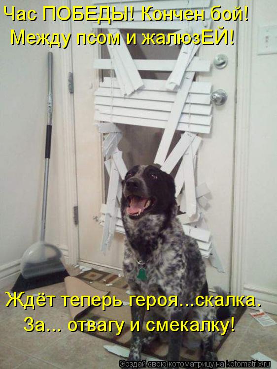 Час ПОБЕДЫ! Кончен бой! Между псом и жалюзЕЙ! Ждёт теперь героя...скалка. За... отвагу и смекалку!... Котоматрица: Час ПОБЕДЫ! Кончен бой! Между псом и жалюзЕЙ! Ждёт теперь героя...скалка. За... отвагу и смекалку!