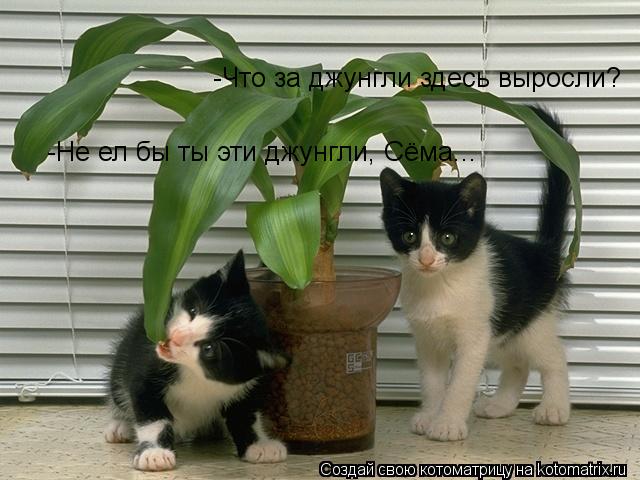 Котоматрица: -Что за джунгли здесь выросли? -Не ел бы ты эти джунгли, Сёма...