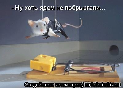 Котоматрица: - Ну хоть ядом не побрызгали...