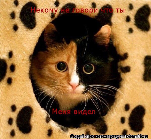 Некому не говори что ты Меня видел Меня видел... Котоматрица: Некому не говори что ты Меня видел Меня видел