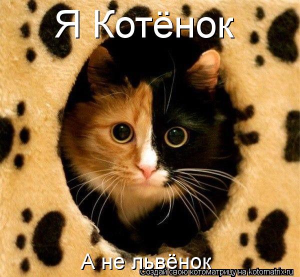 Котоматрица: Я Котёнок А не львёнок