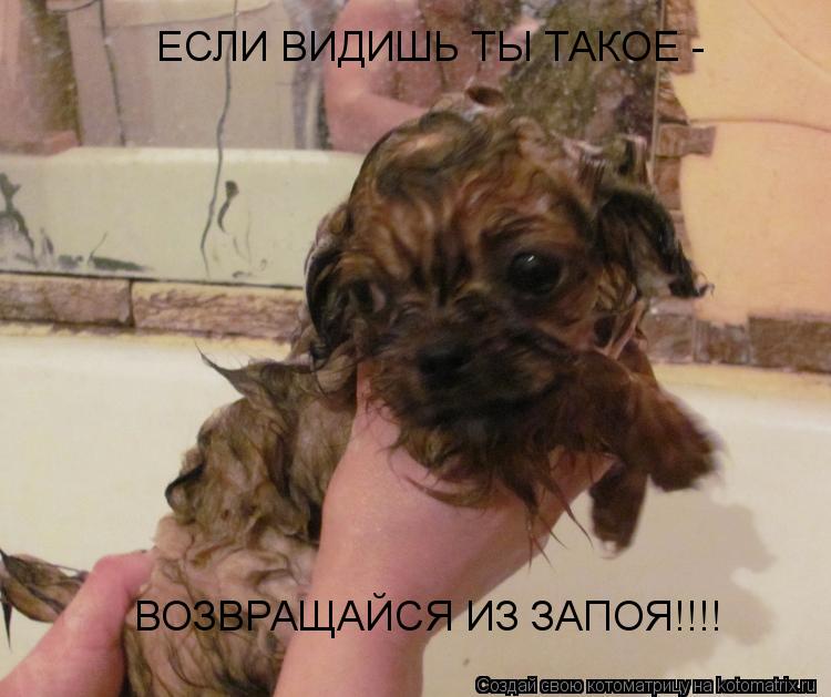 Котоматрица: ЕСЛИ ВИДИШЬ ТЫ ТАКОЕ -  ВОЗВРАЩАЙСЯ ИЗ ЗАПОЯ!!!!