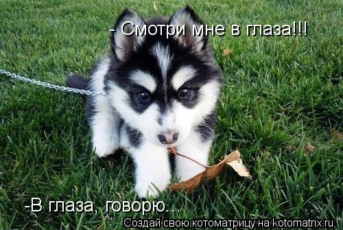 Котоматрица: - Смотри мне в глаза!!! -В глаза, говорю...
