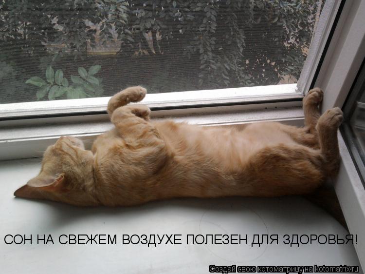 Котоматрица: СОН НА СВЕЖЕМ ВОЗДУХЕ ПОЛЕЗЕН ДЛЯ ЗДОРОВЬЯ!