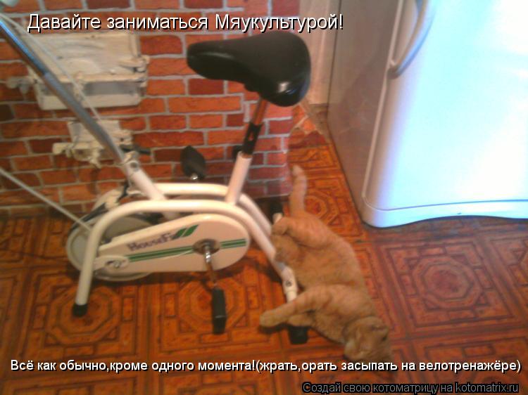 Котоматрица: Давайте заниматься Мяукультурой! Всё как обычно,кроме одного момента!(жрать,орать засыпать на велотренажёре)