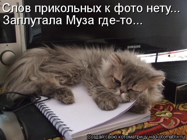 Котоматрица: Слов прикольных к фото нету... Заплутала Муза где-то...