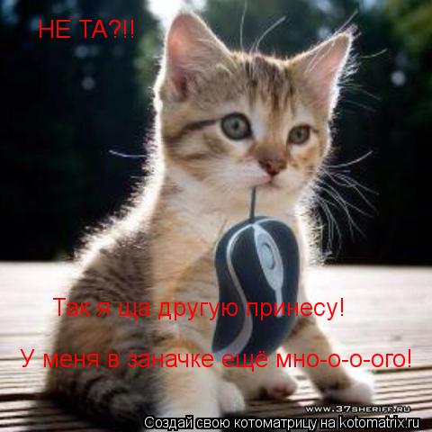 Котоматрица: НЕ ТА?!! НЕ ТА?!! Так я ща другую принесу! У меня в заначке ещё мно-о-о-ого!