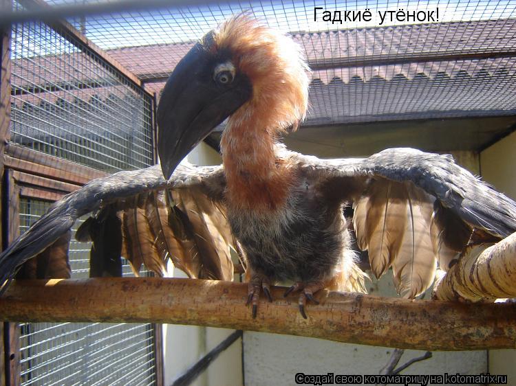Котоматрица: Гадкиё утёнок!