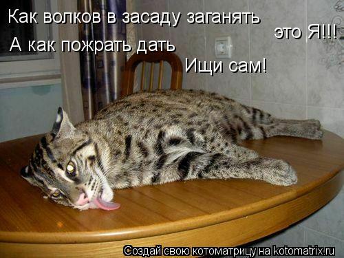 Котоматрица: Как волков в засаду заганять это Я!!! А как пожрать дать  Ищи сам!