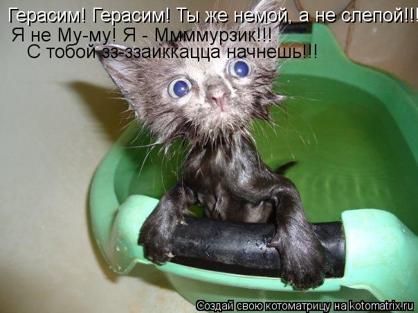 Котоматрица: Герасим! Герасим! Ты же немой, а не слепой!!! Я не Му-му! Я - Ммммурзик!!! С тобой зз-ззаиккацца начнешь!!!