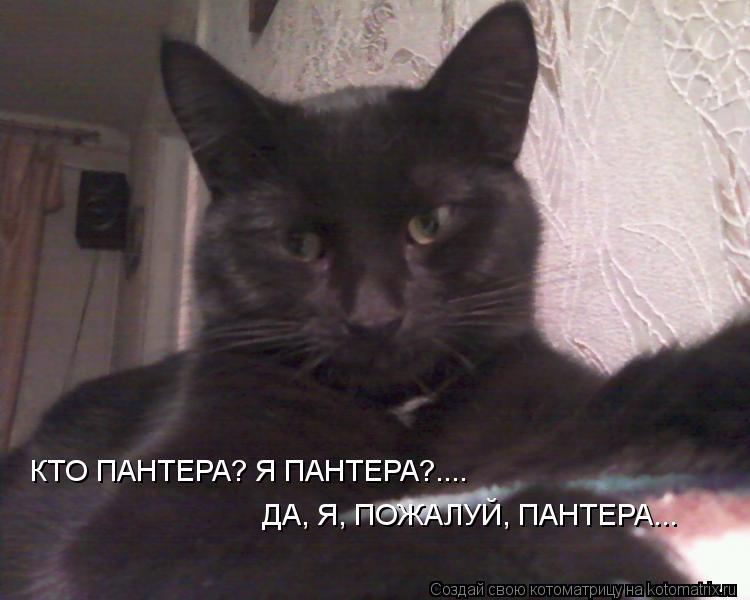 Котоматрица: КТО ПАНТЕРА? Я ПАНТЕРА?....  ДА, Я, ПОЖАЛУЙ, ПАНТЕРА...