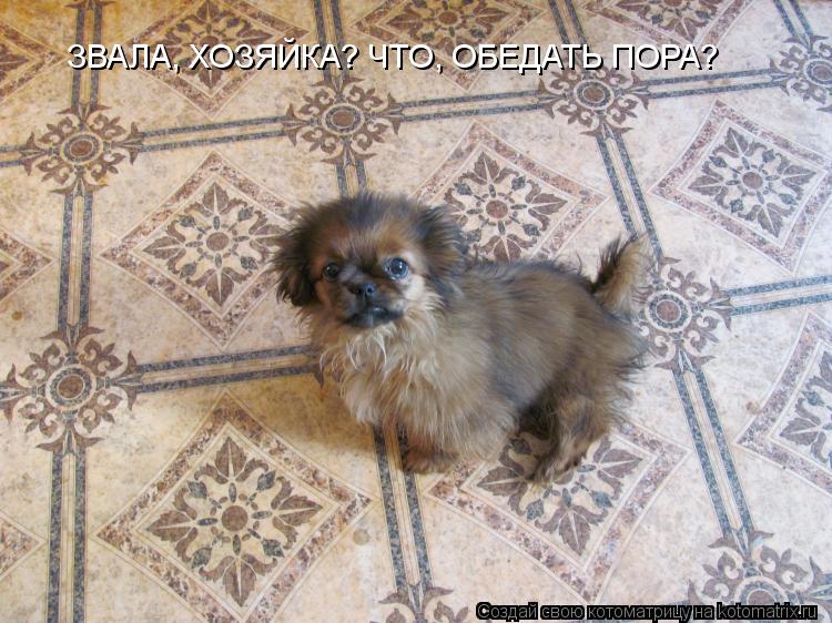 Котоматрица: ЗВАЛА, ХОЗЯЙКА? ЧТО, ОБЕДАТЬ ПОРА?