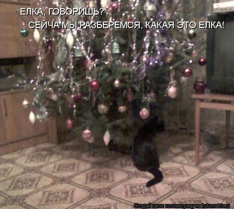 Котоматрица: ЕЛКА, ГОВОРИШЬ? СЕЙЧА МЫ РАЗБЕРЕМСЯ, КАКАЯ ЭТО ЕЛКА!
