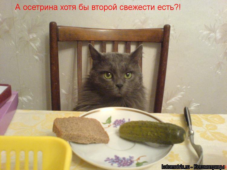 Котоматрица: А осетрина хотя бы второй свежести есть?!
