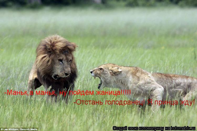 -Маньк,а маньк, ну пойдём жаница!!!!! -Отстань голодранец! Я принца жду!... Котоматрица: -Маньк,а маньк, ну пойдём жаница!!!!! -Отстань голодранец! Я принца жду!