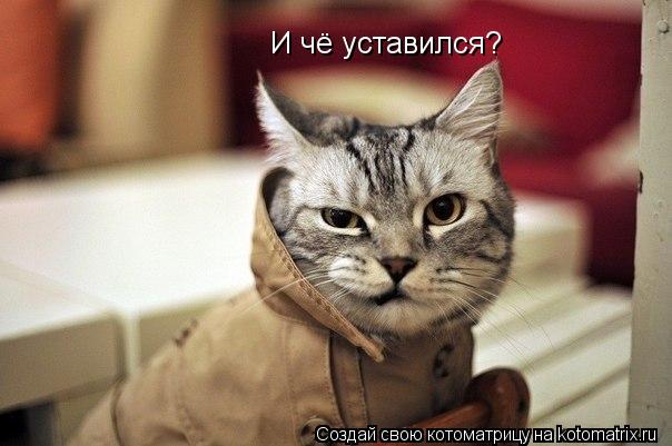 И чё уставился?... Котоматрица: И чё уставился?