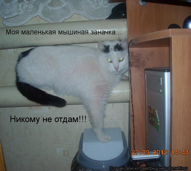 Моя маленькая мышиная заначка.... Никому не отдам!!!... Котоматрица: Моя маленькая мышиная заначка.... Никому не отдам!!!