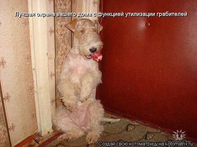 Котоматрица: Лучшая охрана вашего дома с функцией утилизации грабителей