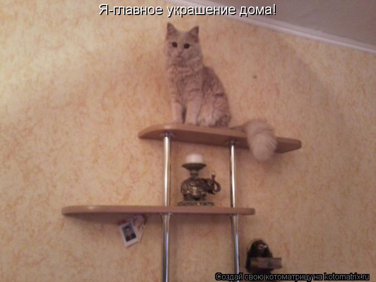 Я-главное украшение дома!... Котоматрица: Я-главное украшение дома!
