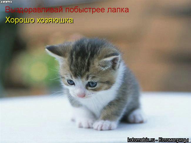 Выздоравливай побыстрее лапка Хорошо хозяюшка... Котоматрица: Выздоравливай побыстрее лапка Хорошо хозяюшка