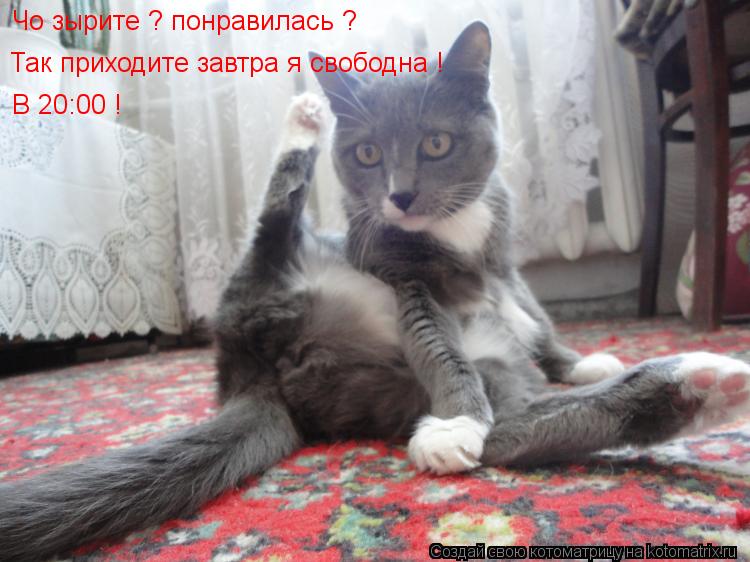 Котоматрица: Чо зырите ? понравилась ?  Так приходите завтра я свободна ! В 20:00 !