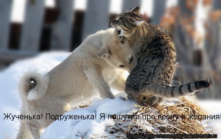 Котоматрица: Жученька! Подруженька! Я пошутил про весну и желания!