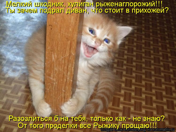 Котоматрица: Мелкий шкодник, хулиган рыженаглорожий!!! Ты зачем подрал диван, что стоит в прихожей? Разозлиться б на тебя, только как - не знаю? От того про