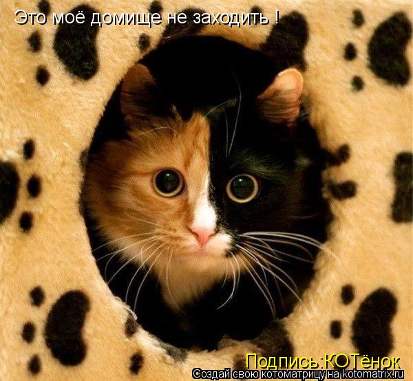Котоматрица: Это моё домище не заходить ! Подпись:КОТёнок
