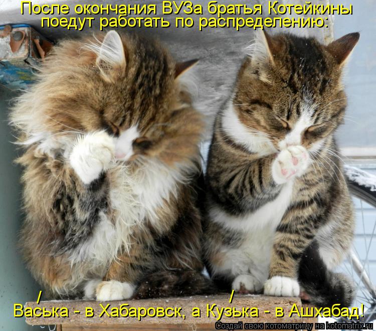 Котоматрица: поедут работать по распределению: Васька - в Хабаровск, а Кузька - в Ашхабад! /                                          /                            