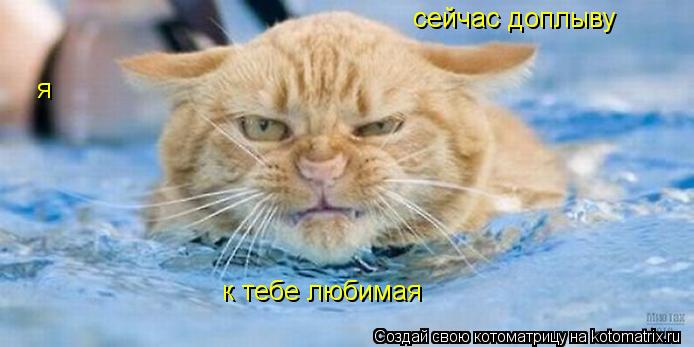 Котоматрица: сейчас доплыву я к тебе любимая