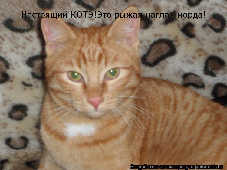 Котоматрица: Настоящий КОТЭ!Это рыжая наглая морда!