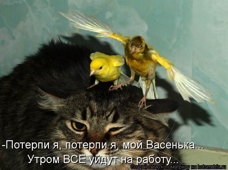 Котоматрица: -Потерпи я, потерпи я, мой Васенька... Утром ВСЕ уйдут на работу...