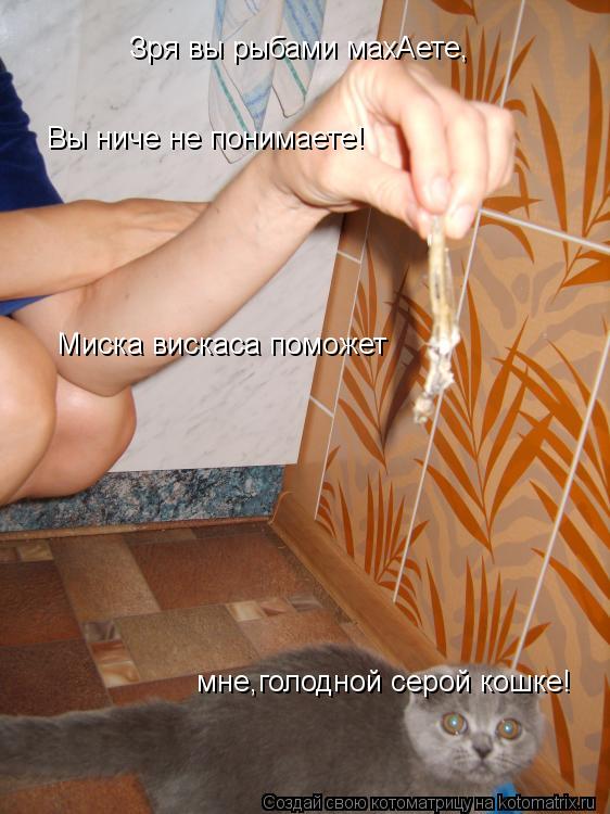 Котоматрица: Зря вы рыбами махАете, Вы ниче не понимаете! Миска вискаса поможет мне,голодной серой кошке!
