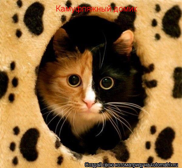 Котоматрица: Камуфляжный домик